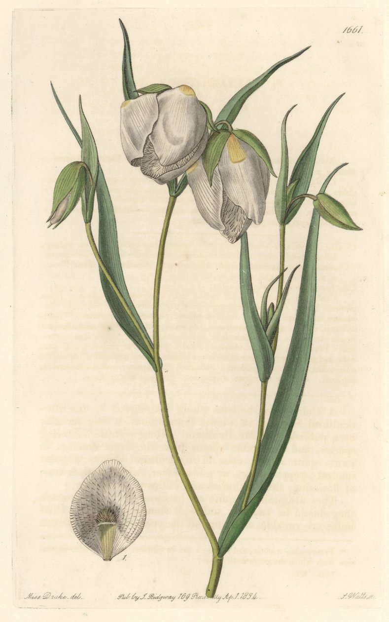 Calochorte (mariposa) ou ciclobotre de flor branca, nativo da Califórnia - S. Watts água forte de uma ilustração de Sarah Anne Drake (1803-1857), do Botanical Register de Sydenham Teast Edwards