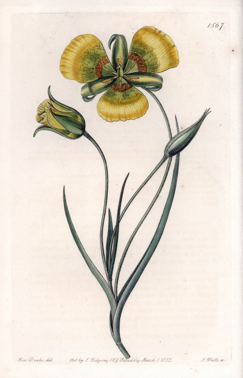 Calochortus tem grandes flores amarelas - Quadro gravado por S.Watts, de uma ilustração de Sarah Anne Drake (1803-1857), do Botanical Register of Sydenham Edwards (1768-1819), Inglaterra de Sydenham Teast Edwards