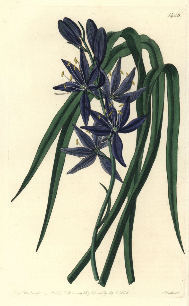 Camassie - Camash, Camassia quamash (Camassia esculenta, Camassia quamash comestível). Gravura em chapa de cobre colorida à mão por S. Watts após uma ilustração de Sarah Drake do Sydenham Edwards