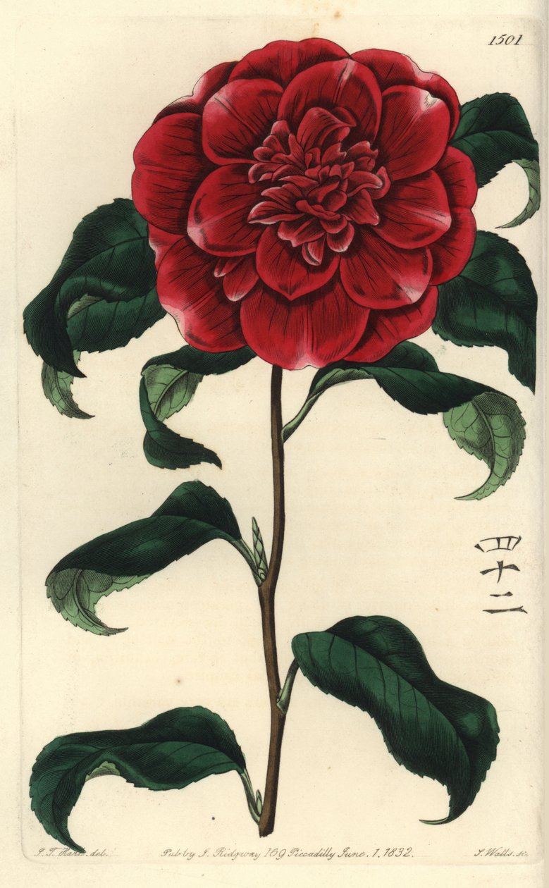 Camelia do Japão - Camélia carmesim do Sr. Reeves, Camelia japonica var. Reevesiana. Com caracteres ingleses para o número 42. Gravura em chapa de cobre colorida à mão por S. Watts, após ilustração de J.T. Hart do Sydenham Edwards
