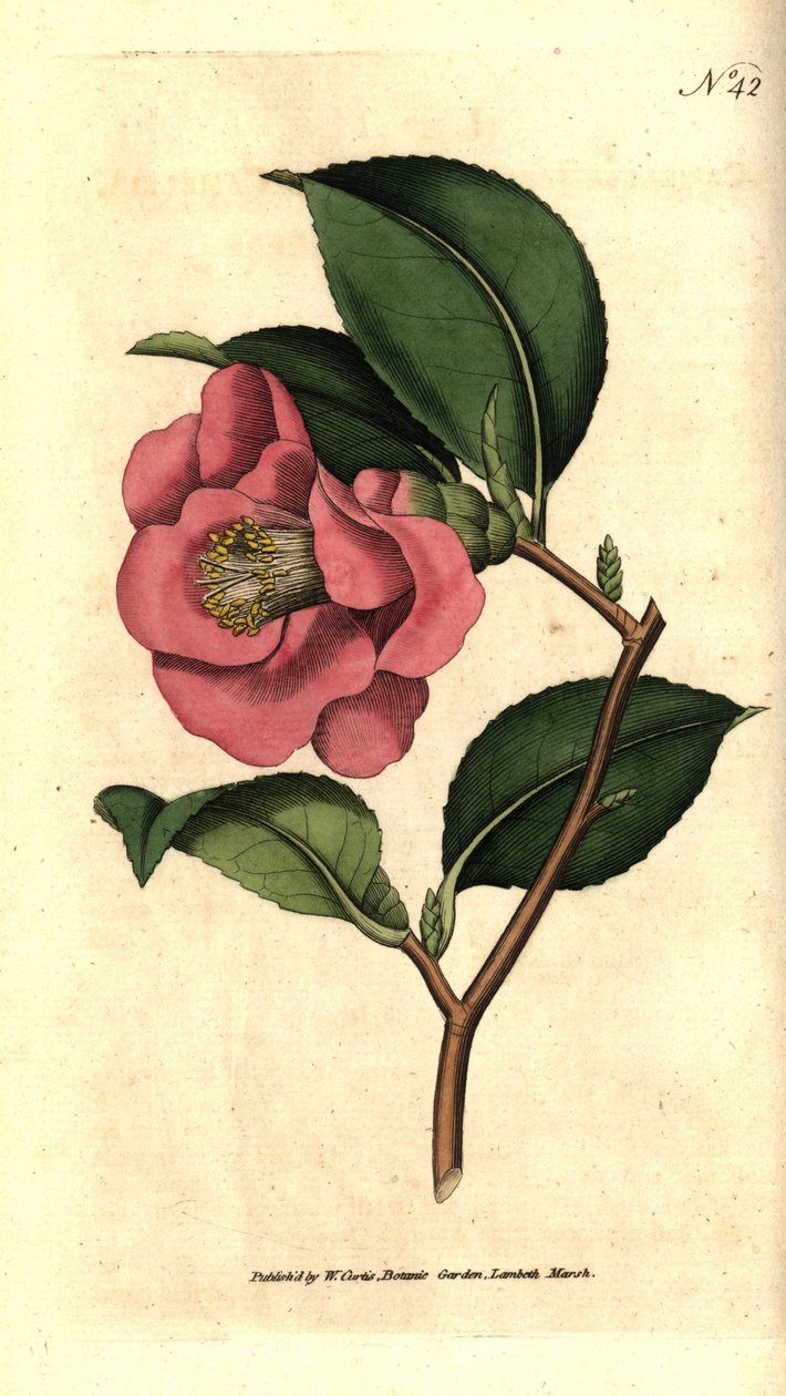 Camelia do Japão - Rose camellia, Camellia japonica. Gravura em chapa de cobre colorida à mão depois de uma ilustração botânica de James Sowerby da revista The Botanical Magazine de William Curtis, Lambeth Marsh, Londres. de Sydenham Teast Edwards