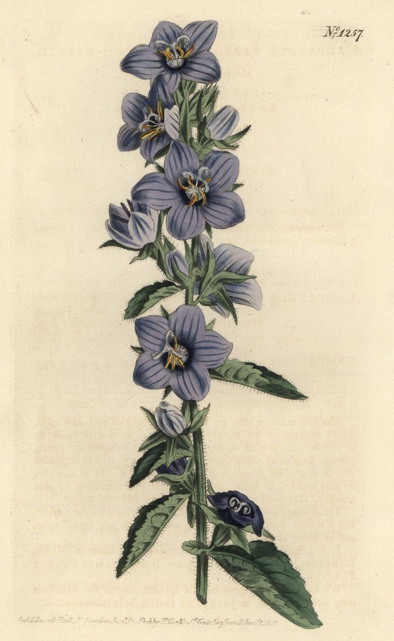 Campanule - Campanula peregrina, Campanula peregrina. Gravura em chapa de cobre colorida à mão por F. Sansom Jr. depois de uma ilustração de Sydenham Edwards da revista botânica de William Curtis, T. Curtis, Londres. de Sydenham Teast Edwards