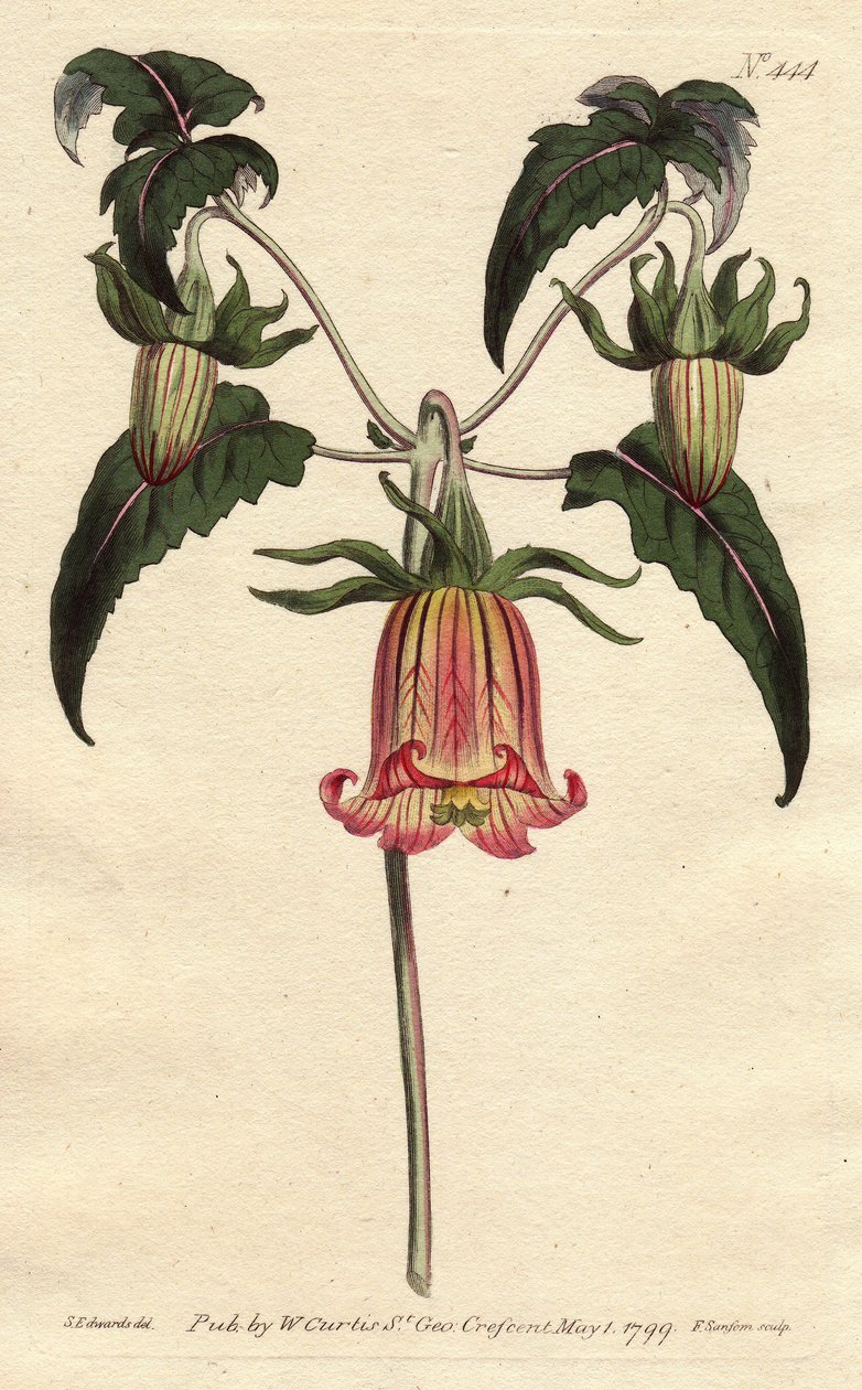 Torre do sino canário, flor em forma de sino em queda, amarelo com veia rosa, origem das Ilhas Canárias. Flor do sino das Canárias, flor em forma de sino com veias amarelas cor-de-rosa em queda. Nativo das Ilhas Canárias. Canarina campanula. Gravura em cha de Sydenham Teast Edwards
