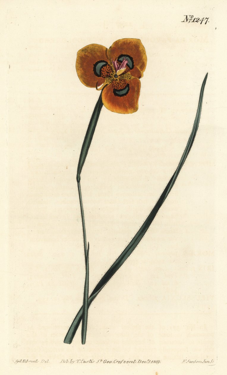 Kap-Tulpe - Orangefarbene Moraea, Moraea tulbaghensis (Moraea pavonia). Handkolorierte Kupferstichgravur von F. Sansom Jr. nach einer Illustration von Sydenham Edwards aus William Curtis