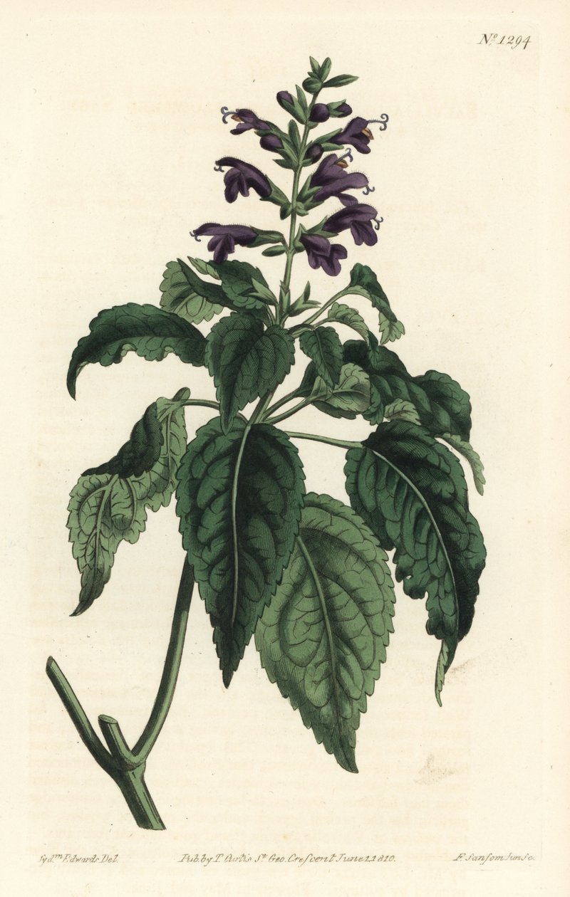 Caribbean Sage - Salvia lamiifolia (Salvia lamiifolia, Salvia amoena). Gravura em chapa de cobre colorida à mão por F. Sansom Jr. depois de uma ilustração de Sydenham Edwards da revista botânica de William Curtis, T. Curtis, Londres. de Sydenham Teast Edwards