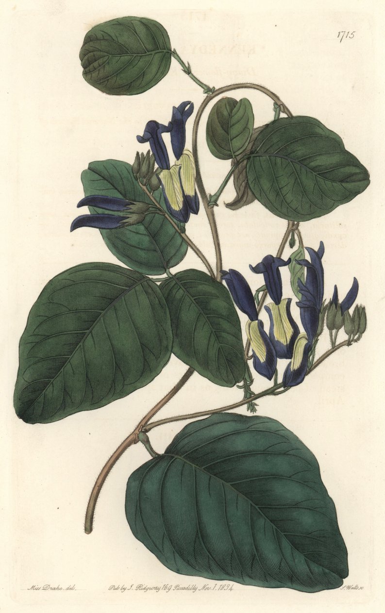 Caulinie noiratre, nativo da Austrália - S. Watts água forte de uma ilustração de Sarah Anne Drake (1803-1857), do Botanical Register de Sydenham Teast Edwards