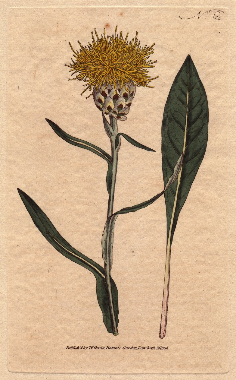 Centauree tem folha de pastel, com flor amarelo fofo. Oriental. Centaurea de folhas folhas com flores amarelas e fofas. Uma nativa do leste. Centaurea glastifolia. Gravura em chapa de cobre colorida à mão a partir de uma ilustração botânica de Sydenham Edw de Sydenham Teast Edwards