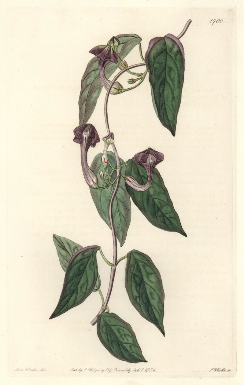 Ceropegia elegante, nativa da Índia - Água forte de S. Watts de uma ilustração de Sarah Anne Drake (1803-1857), do Botanical Register de Sydenham Teast Edwards
