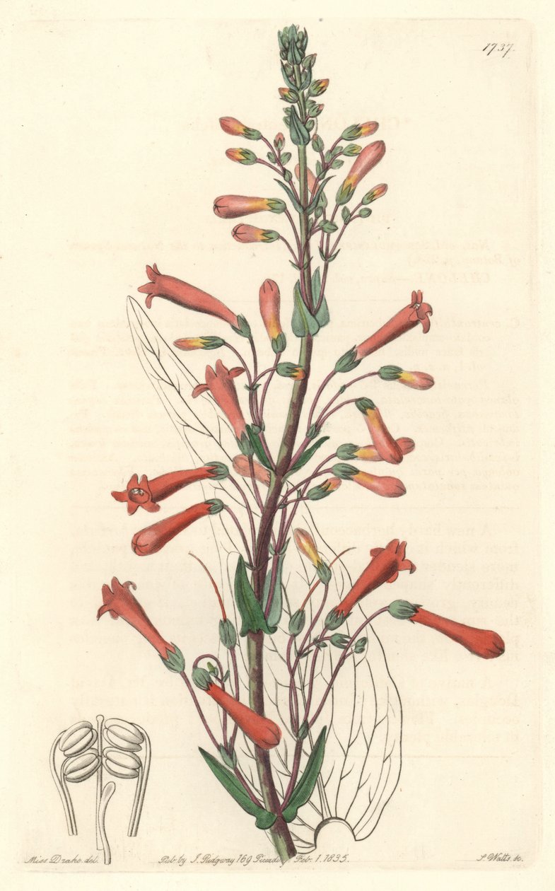 Chelone (ou Galane) tem folhas de valeriana, nativa da Califórnia - S. Watts água forte de uma ilustração de Sarah Anne Drake (1803-1857), do Botanical Register de Sydenham Teast Edwards