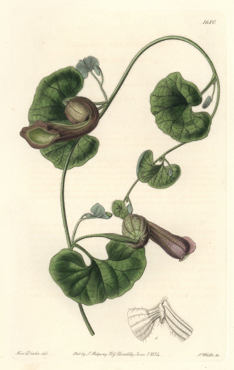 Aristoloche chileno ou Orelhas de Raposa - S. Watts Strong Water de uma ilustração de Sarah Anne Drake (1803-1857), do Botanical Register de Sydenham Teast Edwards