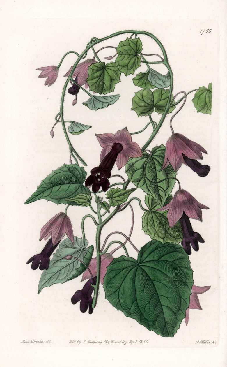 Chapéu Chinês - Placa gravada por S.Watts, a partir de uma ilustração de Sarah Anne Drake (1803-1857), do Botanical Register of Sydenham Edwards (1768-1819), Inglaterra de Sydenham Teast Edwards