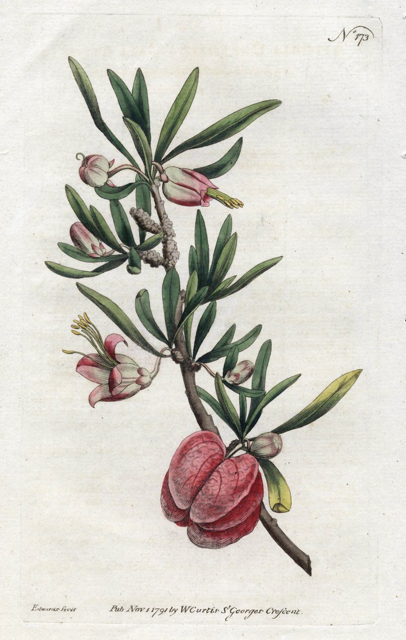 Lanterna Chinesa ou Nymania - Litografia de Sydenham Edwards (1768-1819), da revista Botanical de William Curtis (1746-1799) de Sydenham Teast Edwards