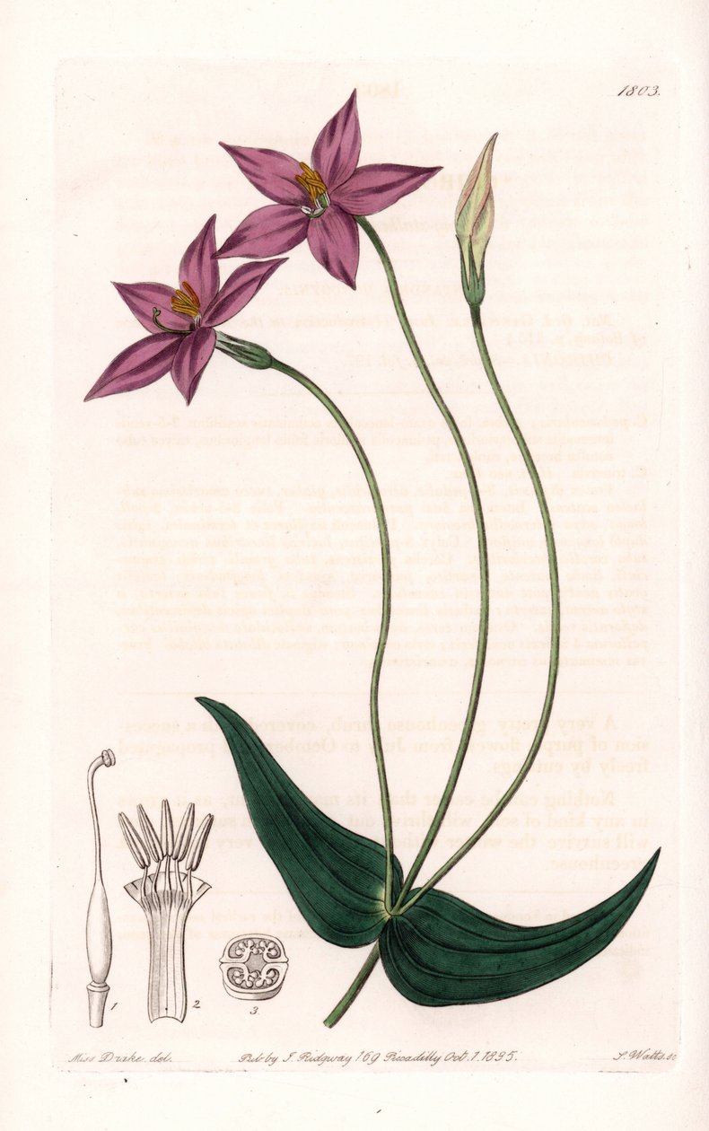 Chironia Variete - Placa gravada por S.Watts, a partir de uma ilustração de Sarah Anne Drake (1803-1857), do Botanical Register of Sydenham Edwards (1768-1819), Inglaterra de Sydenham Teast Edwards