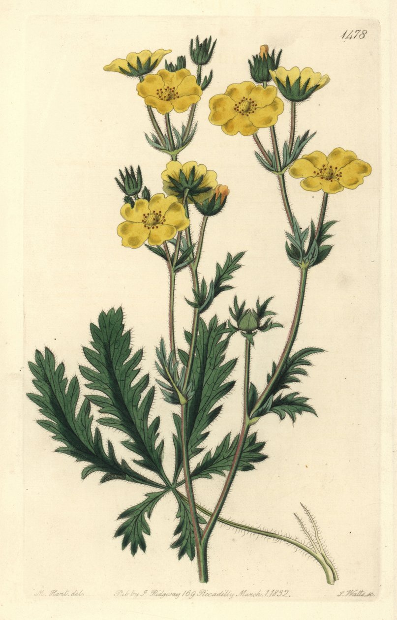 Cinquefoil dressee - Cinquefoil de folhas espigadas, Potentilla laciniosa. Gravura em chapa de cobre colorida à mão por S. Watts após uma ilustração de M. Hart do Sydenham Edwards
