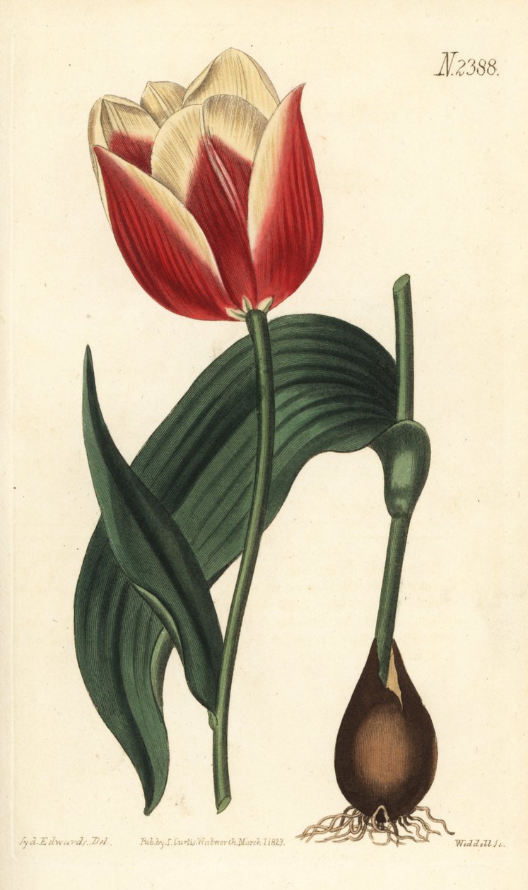 Claramond tulipa, Tulipa suaveolens var. latifolia. Gravura em chapa de cobre colorida à mão por Weddell após uma ilustração botânica de Sydenham Edwards da revista Botanical de William Curtis, Samuel Curtis, Londres de Sydenham Teast Edwards