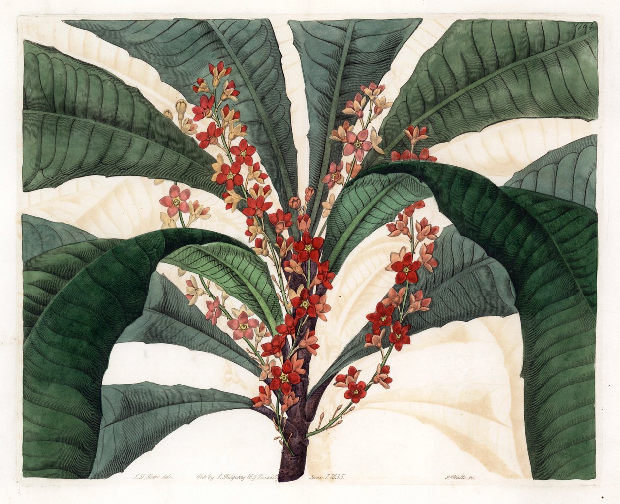 Clavija Variety - Prato Gravado por S.Watts, de uma ilustração de I.J. Hart, do Botanical Register of Sydenham Edwards (1768-1819), Inglaterra de Sydenham Teast Edwards