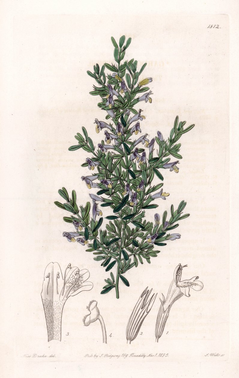 Clinopodium Variete - Placa gravada por S.Watts, a partir de uma ilustração de Sarah Anne Drake (1803-1857), do Botanical Register of Sydenham Edwards (1768-1819), Inglaterra de Sydenham Teast Edwards