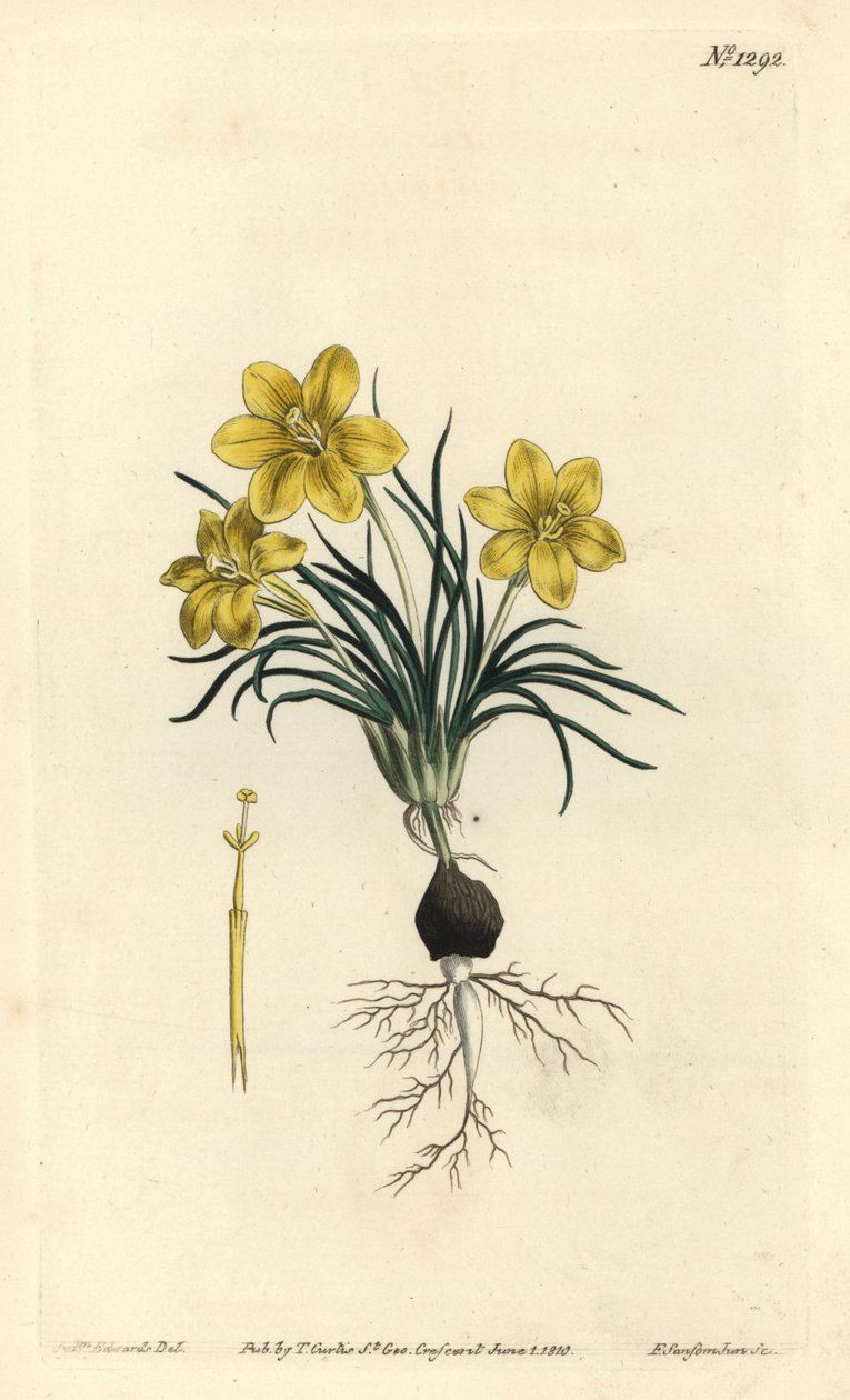 Clockflower, Moraea fugacissima (Galáxia de folhas estreitas, Galáxia gramínea). Gravura em chapa de cobre colorida à mão por F. Sansom Jr. após ilustração de Sydenham Edwards da revista Botanical Magazine de William Curtis, T. Curtis, Londres. de Sydenham Teast Edwards