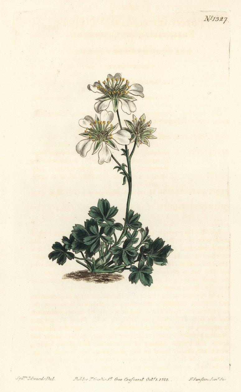 Clusius cinquefoil - Clusius cinquefoil, Potentilla clusiana. Gravura em chapa de cobre colorida à mão por F. Sansom Jr. após ilustração de Sydenham Edwards da revista Botanical Magazine de William Curtis, T. Curtis, Londres. de Sydenham Teast Edwards