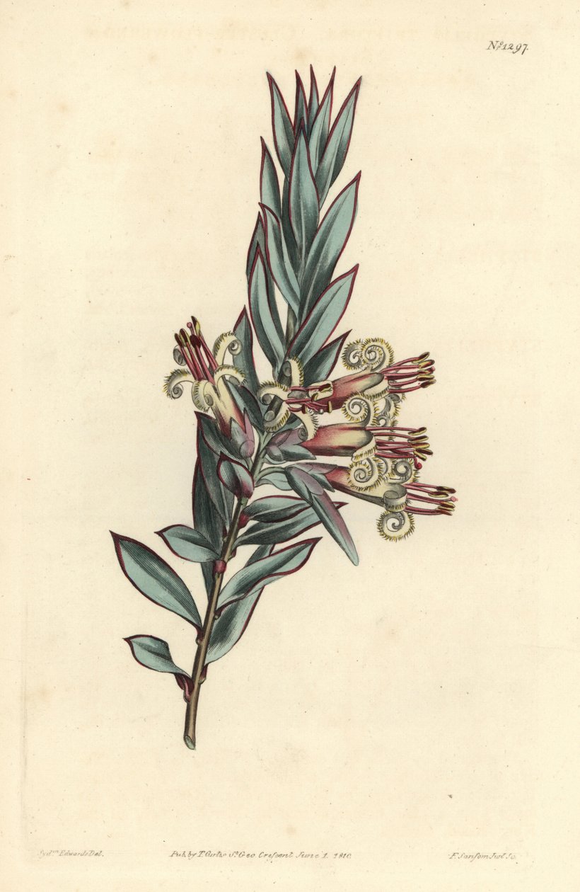Styphelia florida, Styphelia triflora. Gravura em chapa de cobre colorida à mão por F. Sansom Jr. após ilustração de Sydenham Edwards da revista Botanical Magazine de William Curtis, T. Curtis, Londres de Sydenham Teast Edwards