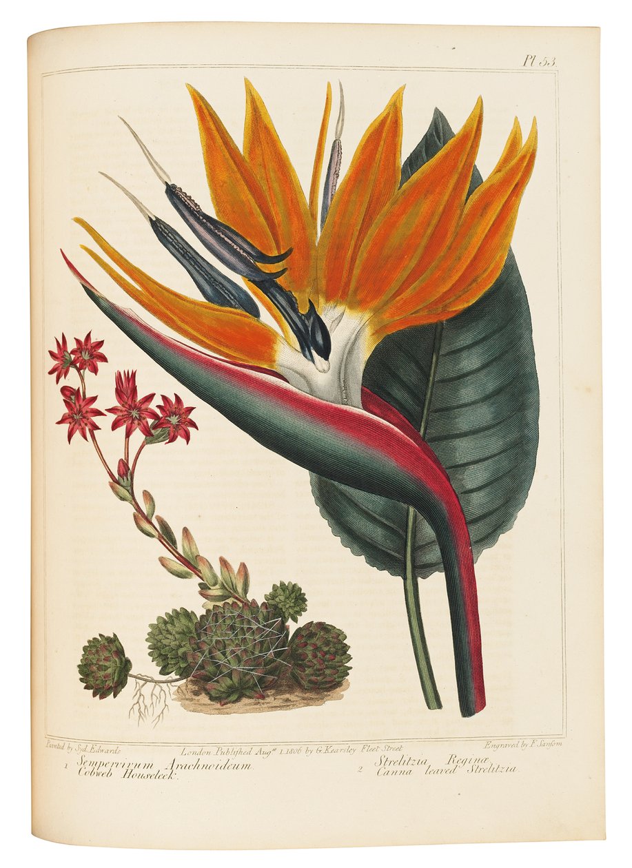 Cobweb Houseleek e Canna Leaved Strelitzia, 1806 de Sydenham Teast Edwards
