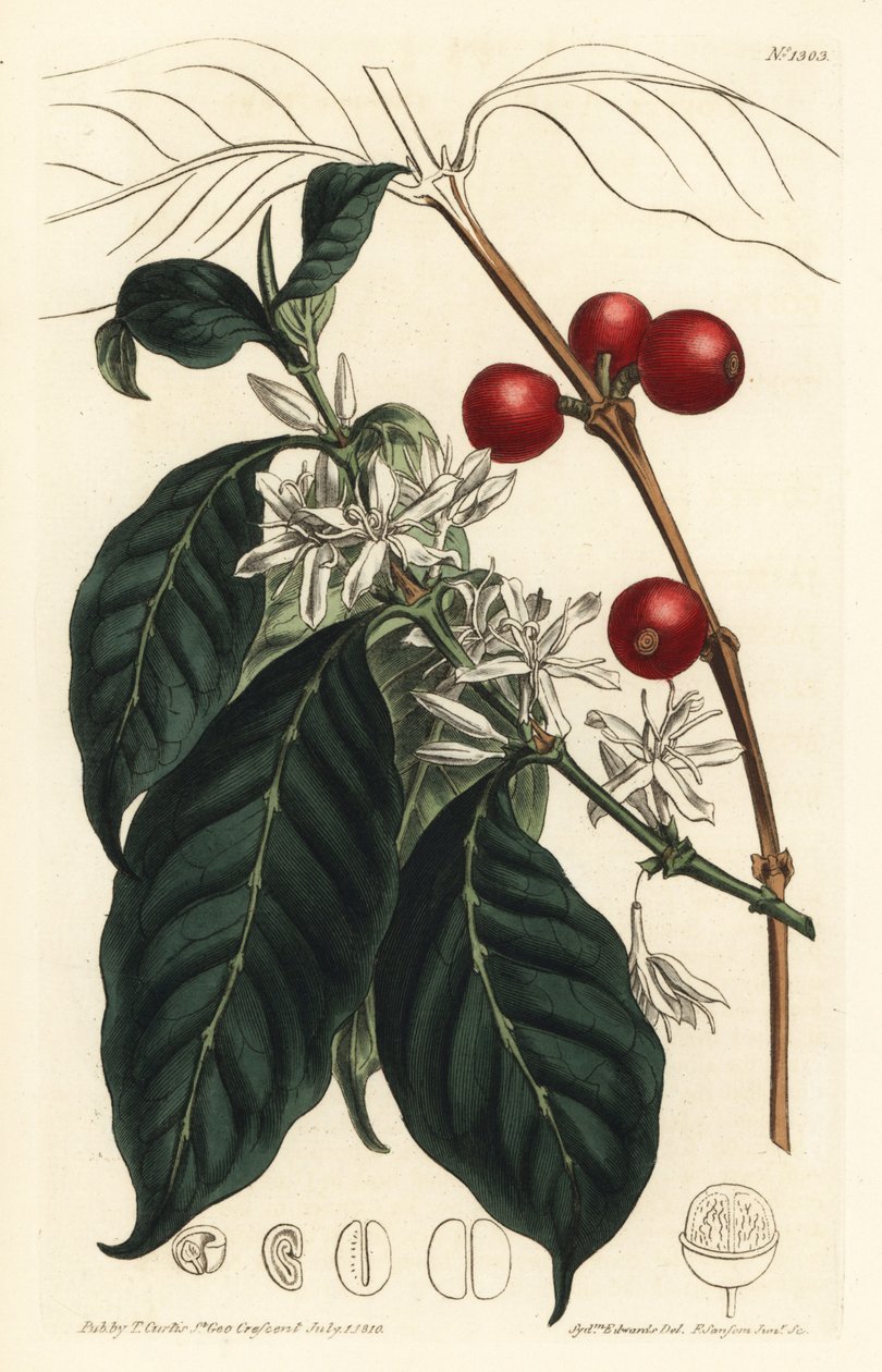 Cafeteira arábica - Árvore de café, Coffea arábica. Gravura em chapa de cobre colorida à mão por F. Sansom Jr. após ilustração de Sydenham Edwards da revista Botanical Magazine de William Curtis, T. Curtis, Londres de Sydenham Teast Edwards
