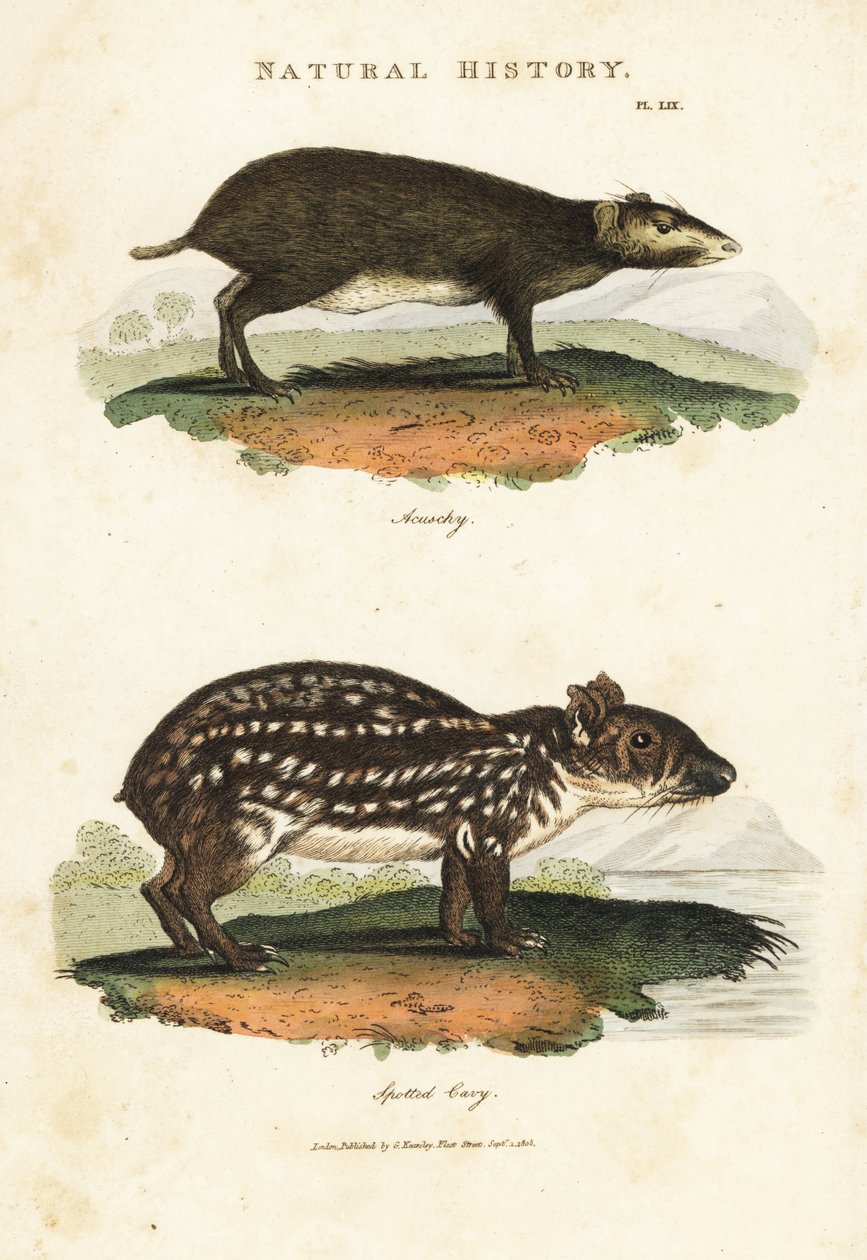Acouchi comum ou Buffon Acouchi e Paca - Acouchi vermelho, Myoprocta acouchy, e paca de planície ou manchado, Cuniculus paca. Gravura em chapa de cobre colorida à mão depois de Sydenham Edwards de John Mason Good