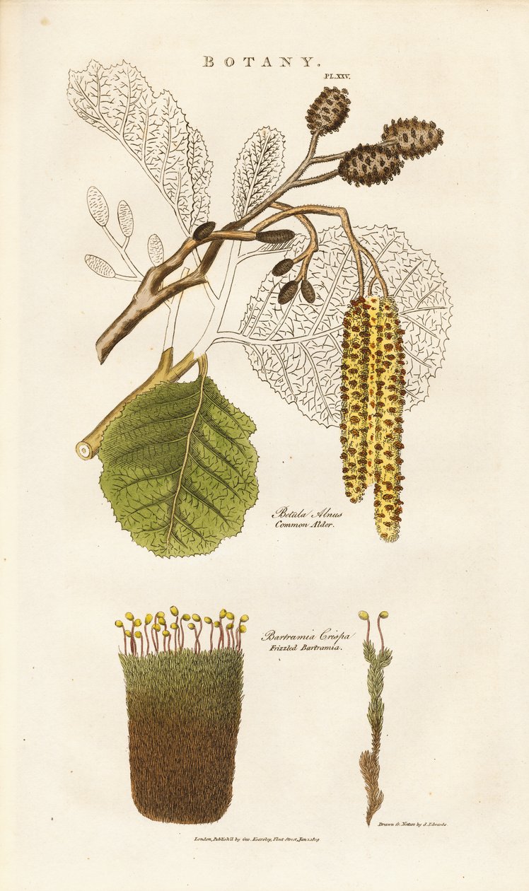 Amieiro comum e musgo de Bartramia de Sydenham Teast Edwards