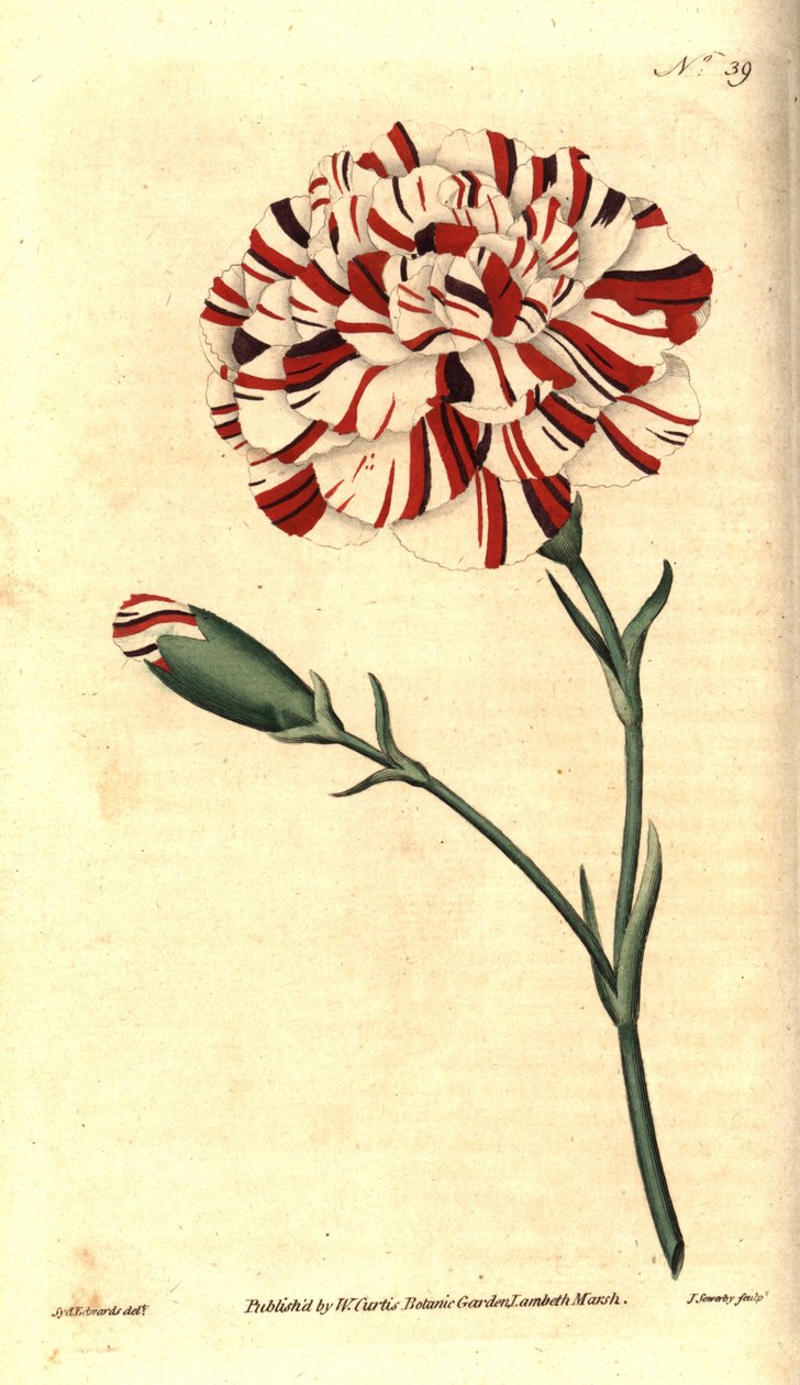 Cravo comum, cravo floral ou cravo cravo - o tártaro de Franklin, cravo escarlate bizarro, cravo Dianthus caryophyllus. Gravura em chapa de cobre colorida à mão por James Sowerby após uma ilustração botânica de Sydenham Edwards do The Bota de William Curti de Sydenham Teast Edwards