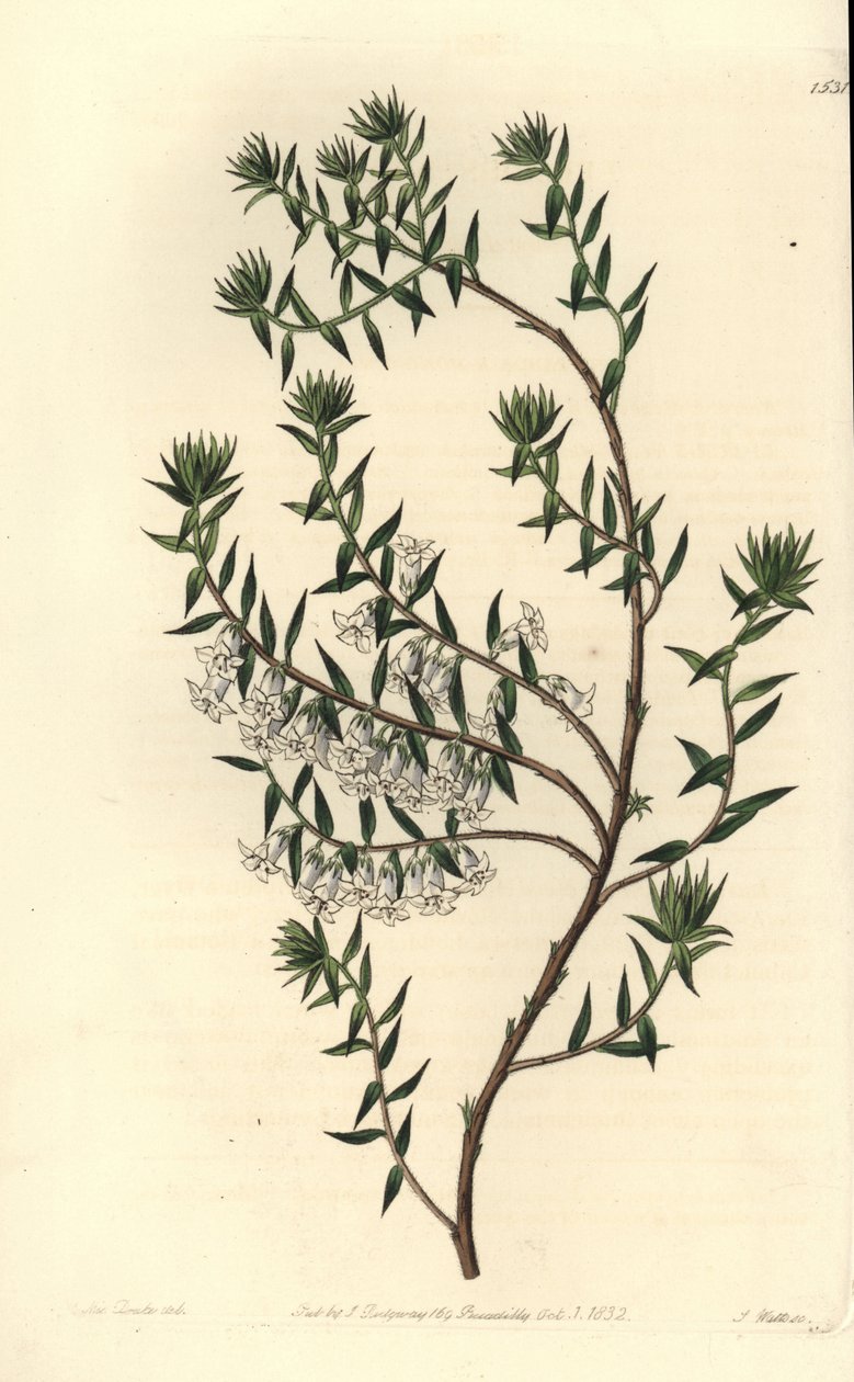 Saúde comum, Epicris impressa (Snowy epacris, Epicris nivalis). Gravura em chapa de cobre colorida à mão por S. Watts depois de uma ilustração de Miss Sarah Drake do Registo Botânico de Sydenham Edwards, Ridgeway, Londres. de Sydenham Teast Edwards