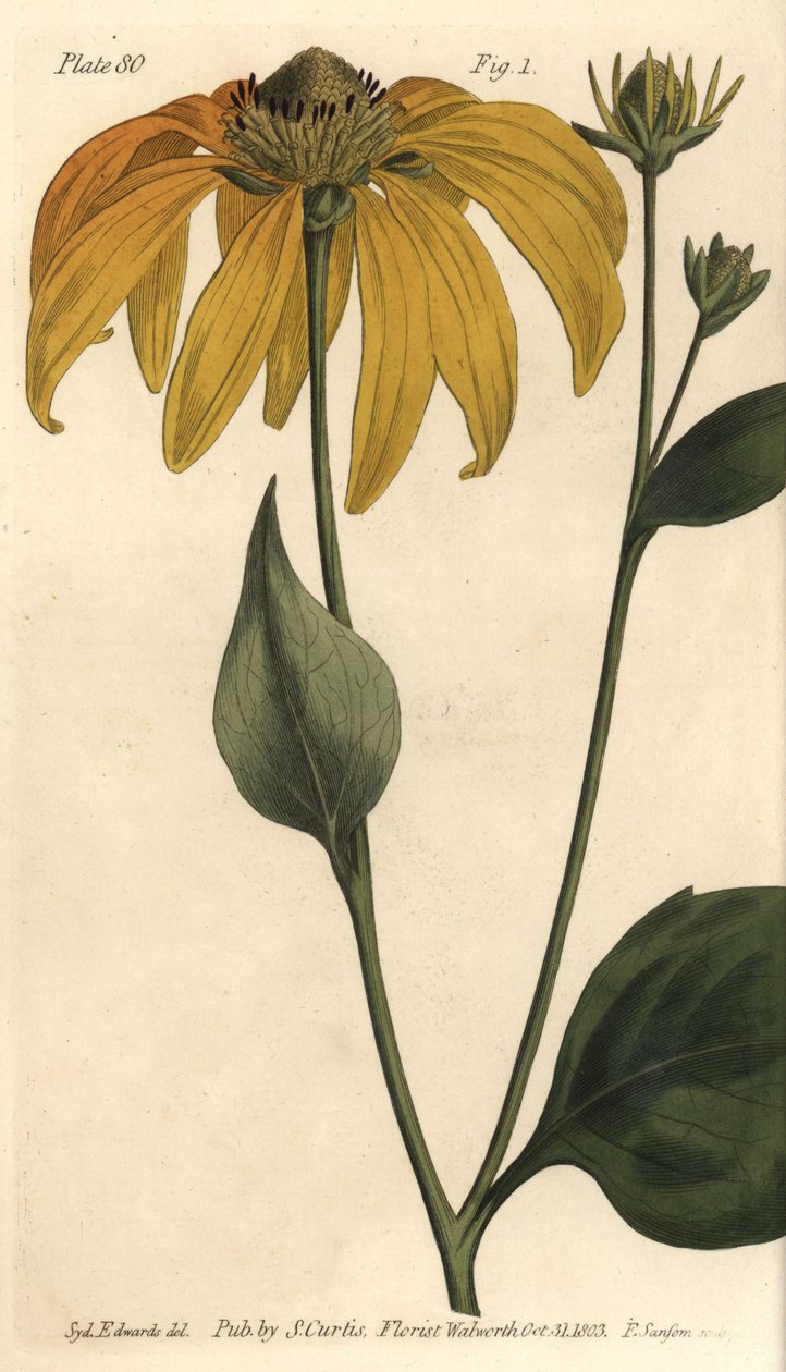 Coneflower ou Susan de olhos negros, Rudbeckia hirta, Polygamia frustranea. Gravação em chapa de cobre colorida à mão por F. Sansom de uma ilustração botânica de Sydenham Edwards para as Palestras de Botânica de William Curtis, conforme entregue no Jardim  de Sydenham Teast Edwards