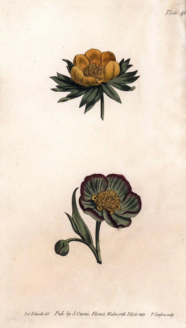 Corola de eranto de inverno (ou helleborine ou aconit de inverno) e fetide de hellebore. Gravura em cobre colorido, ilustração de Sydenham Edwards (1768-1819) para Conferências de Botânica, Jardim Botânico de Lambeth (Inglaterra) de Sydenham Teast Edwards