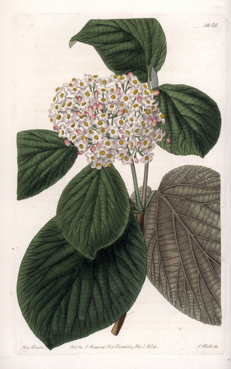 Cotton Viorne - Quadro gravado por S.Watts, a partir de uma ilustração de Sarah Anne Drake (1803-1857), do Botanical Register of Sydenham Edwards (1768-1819), Inglaterra de Sydenham Teast Edwards