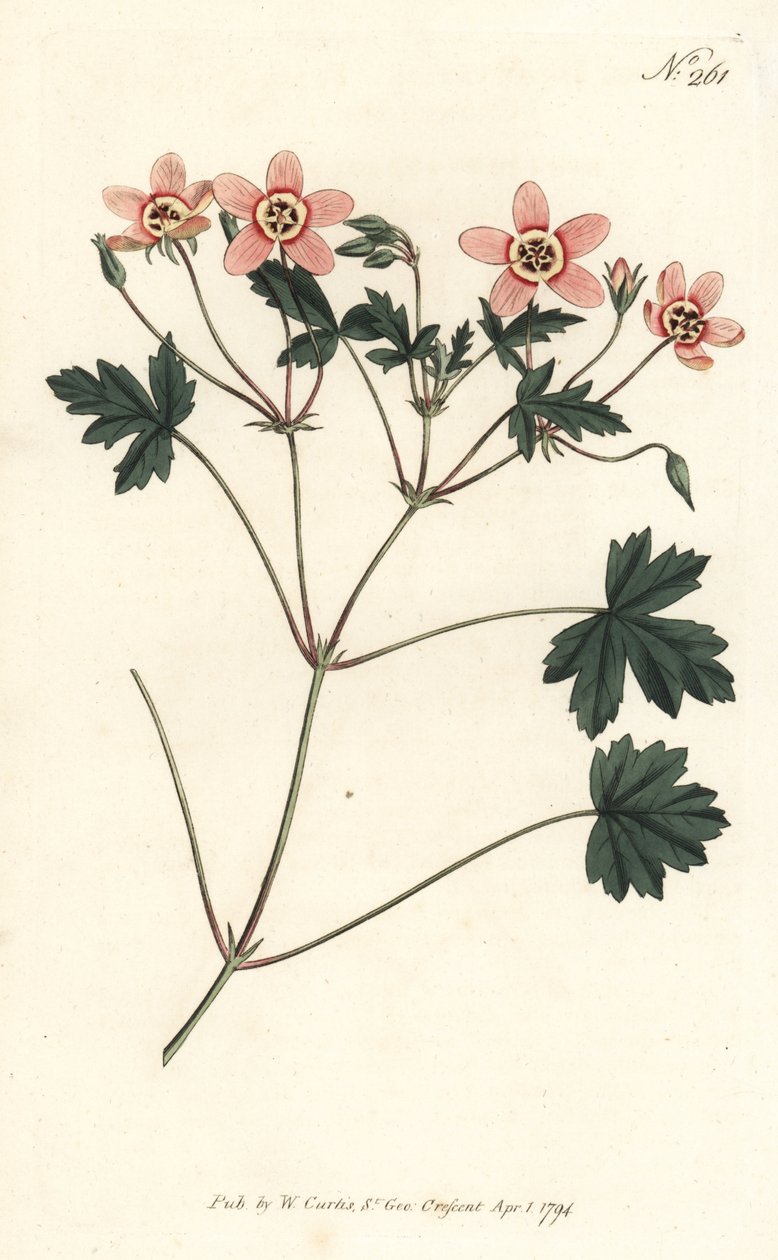 Crane bill (ou bico de cegonha) - Guindaste cor de carne s-bill, Erodium incarnatum. Gravura em chapa de cobre colorida à mão por Sansom depois de uma ilustração de Sydenham Edwards da revista Botanical de William Curtis, Londres de Sydenham Teast Edwards