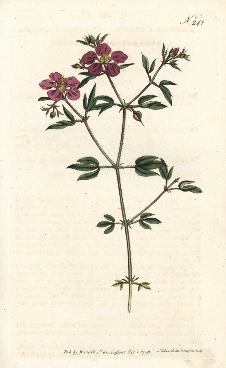 Creta Fagonia - Creta fagonia, Fagonia cretica. Gravura em chapa de cobre colorida à mão por Sansom após ilustração de Sydenham Edwards rom William Curtis