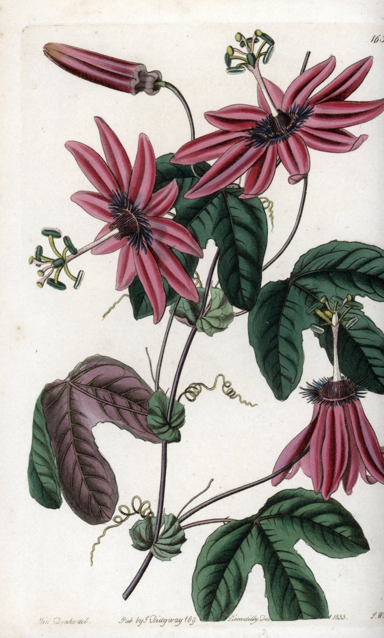 Crimson Passion - Placa gravada por S.Watts, a partir de uma ilustração de Sarah Anne Drake (1803-1857), do Botanical Register of Sydenham Edwards (1768-1819), Inglaterra de Sydenham Teast Edwards