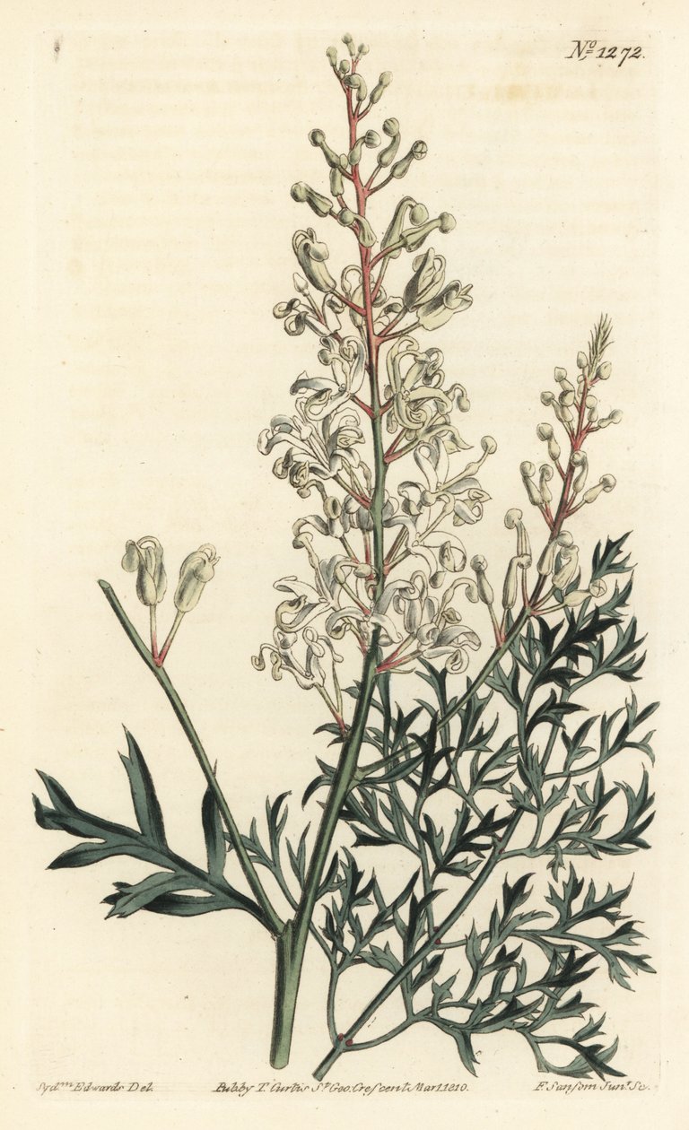 Arbusto de crinkle ou tansy - Plântula de crinkle ou samambaia (lomatia folhada de enxofre), Lomatia silaifolia. Gravura em chapa de cobre colorida à mão por F. Sansom Jr. após ilustração de Sydenham Edwards da revista Botanical Magazine de William Curtis, de Sydenham Teast Edwards