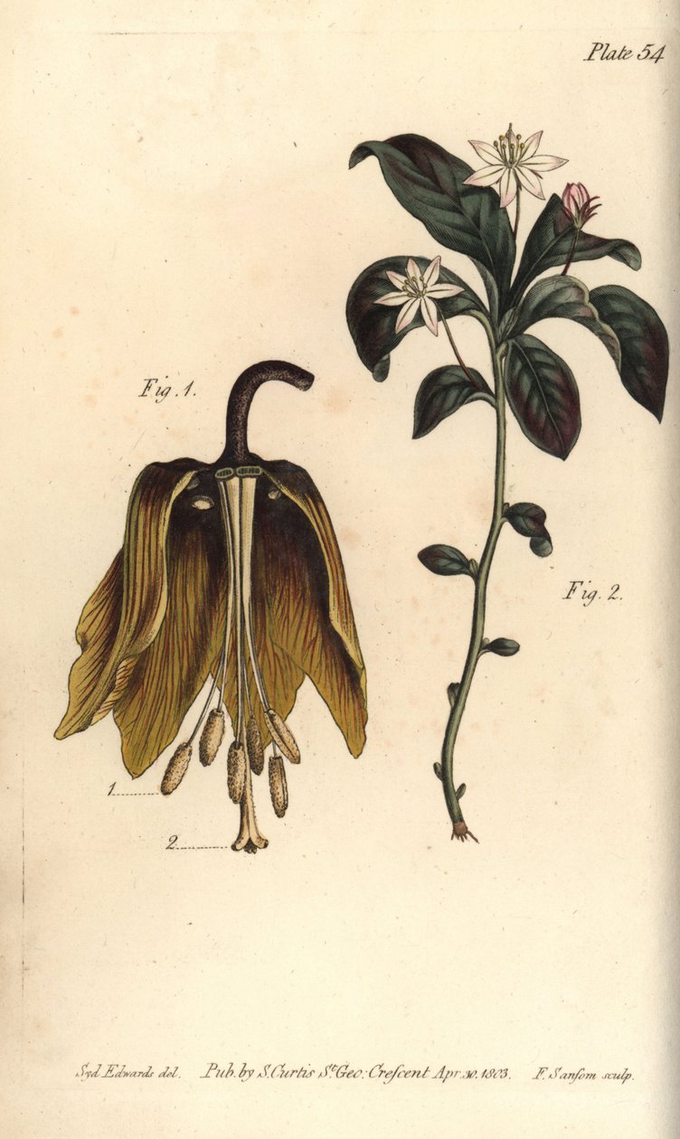 Flor imperial da Coroa, Fritillaria imperialis, Haustrria de Sydenham Teast Edwards