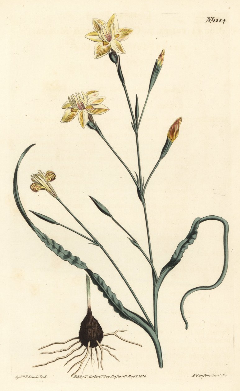 Moraea frisada, Moraea crispa. Gravura em chapa de cobre colorida à mão por F. Sansom Jr. após ilustração de Sydenham Edwards da revista Botanical Magazine de William Curtis, T. Curtis, Londres. de Sydenham Teast Edwards