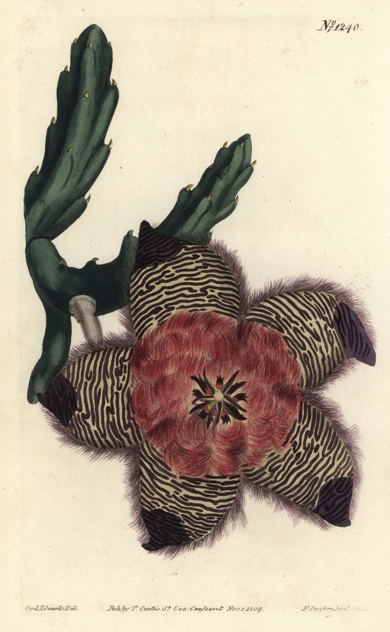 Stapelia pulvinata almofadada, Stapelia pulvinata. Gravura em chapa de cobre colorida à mão por F. Sansom Jr. após ilustração de Sydenham Edwards da revista Botanical Magazine de William Curtis, T. Curtis, Londres. de Sydenham Teast Edwards