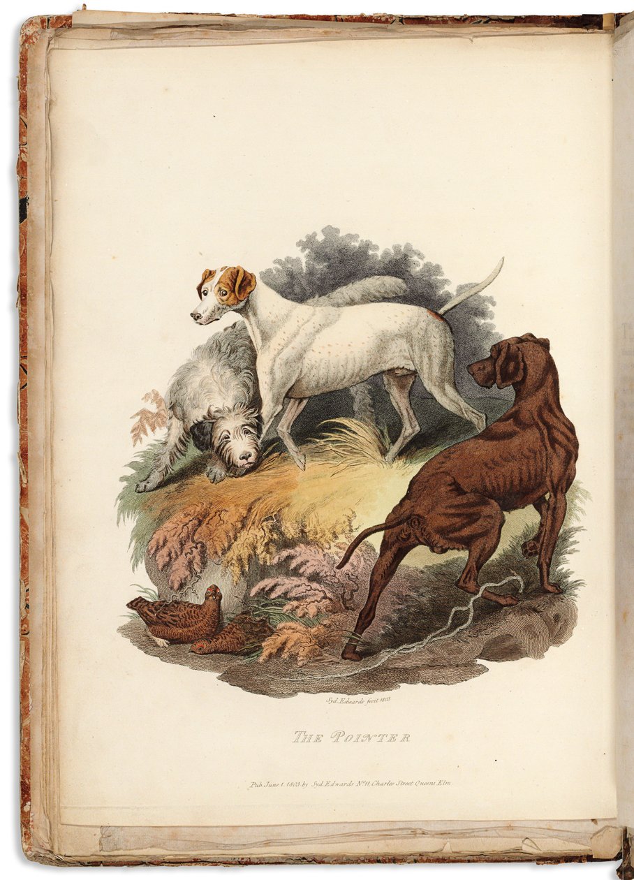 Cynographia Britannica: consistindo em gravuras coloridas de várias raças de cães existentes na Grã-Bretanha, 1800-05 de Sydenham Teast Edwards