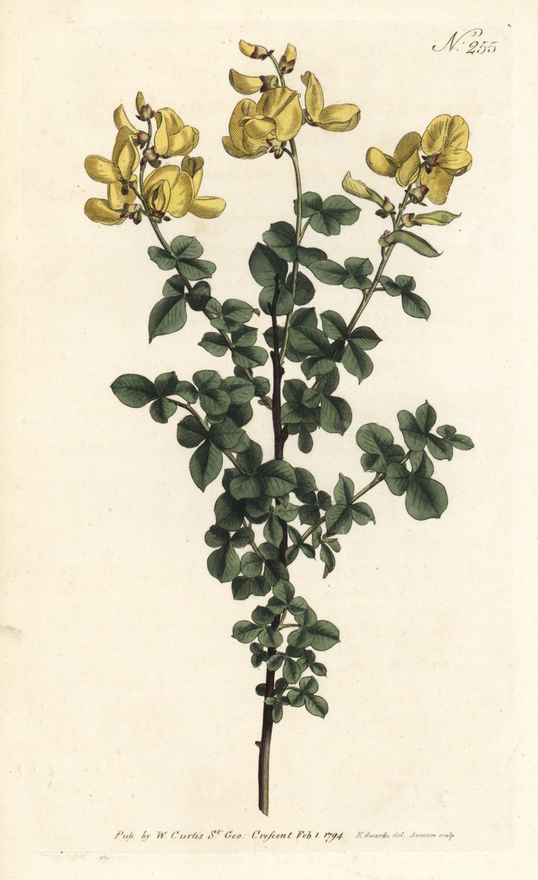 Cytisophyllum sessilifolium (Citisus comum, Cytisus sessilifolius). Gravura em chapa de cobre colorida à mão por Sansom após uma ilustração de Sydenham Edwards da revista Botanical de William Curtis, Londres de Sydenham Teast Edwards
