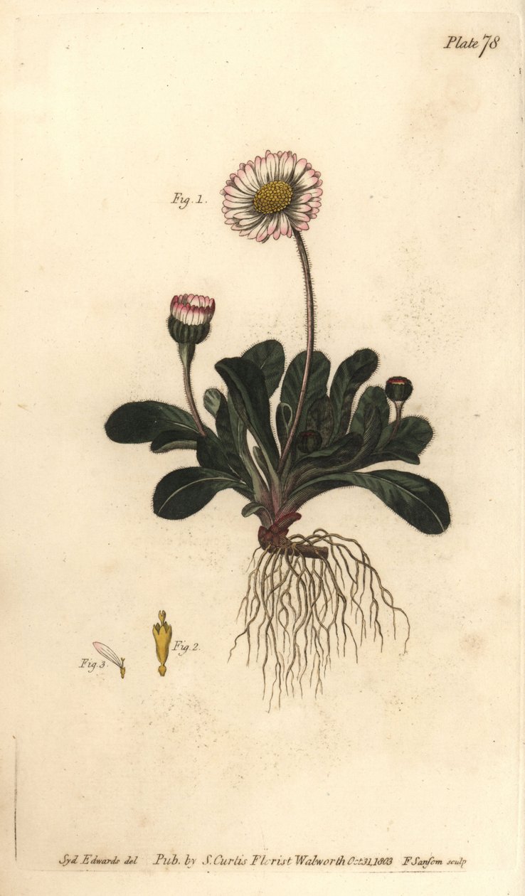 Daisy, Bellis perennis, Polygamia superflua. Gravação em chapa de cobre colorida à mão por F. Sansom de uma ilustração botânica de Sydenham Edwards para as Palestras de Botânica de William Curtis, conforme entregue no Jardim Botânico de Lambeth. de Sydenham Teast Edwards