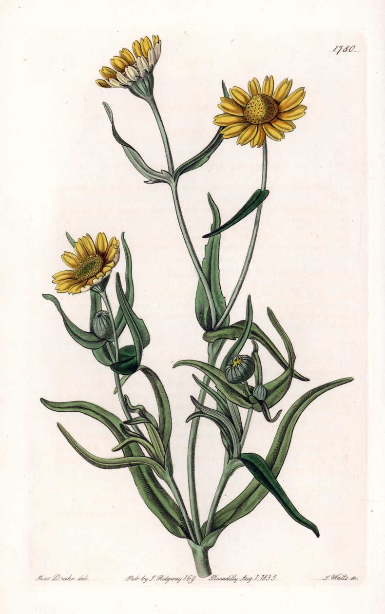 Daisy variete "gold", endêmica da Califórnia - Gravado por S.Watts, a partir de uma ilustração de Sarah Anne Drake (1803-1857), do Botanical Register of Sydenham Edwards (1768-1819), Inglaterra de Sydenham Teast Edwards