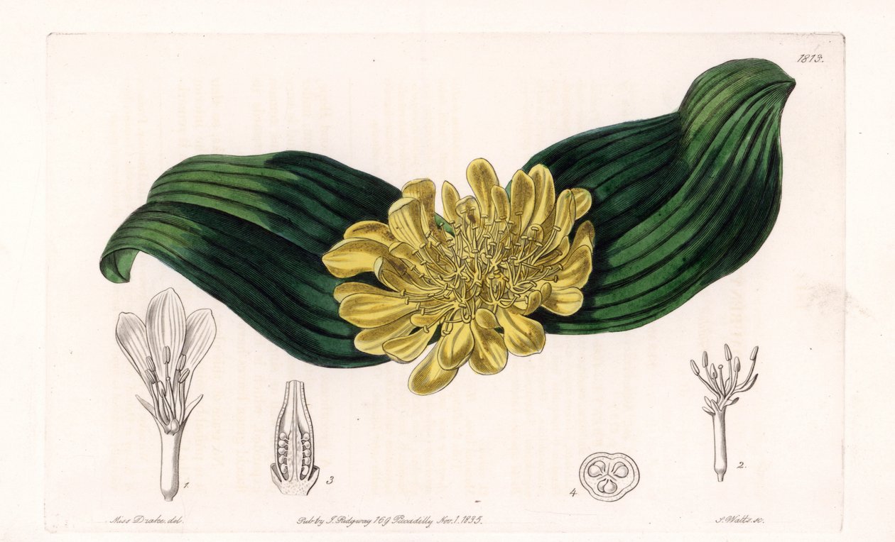 Daubenya Variete - Placa gravada por S.Watts, a partir de uma ilustração de Sarah Anne Drake (1803-1857), do Botanical Register of Sydenham Edwards (1768-1819), Inglaterra de Sydenham Teast Edwards