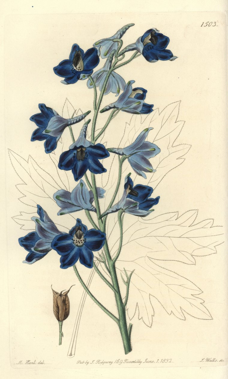 Dauphinelle ou Pé de Lark Foot - Delphinium Shewy, Delphinium speciosum. Gravura em chapa de cobre colorida à mão por S. Watts após uma ilustração de M. Hart do Sydenham Edwards