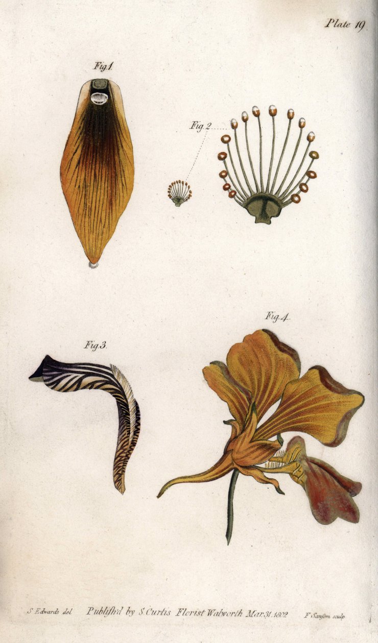 Descrição detalhada do caule e da coroa do convento. Gravura em cobre colorido, ilustração de Sydenham Edwards (1768-1819) para Conferências de Botânica, Jardim Botânico de Lambeth (Inglaterra) de Sydenham Teast Edwards