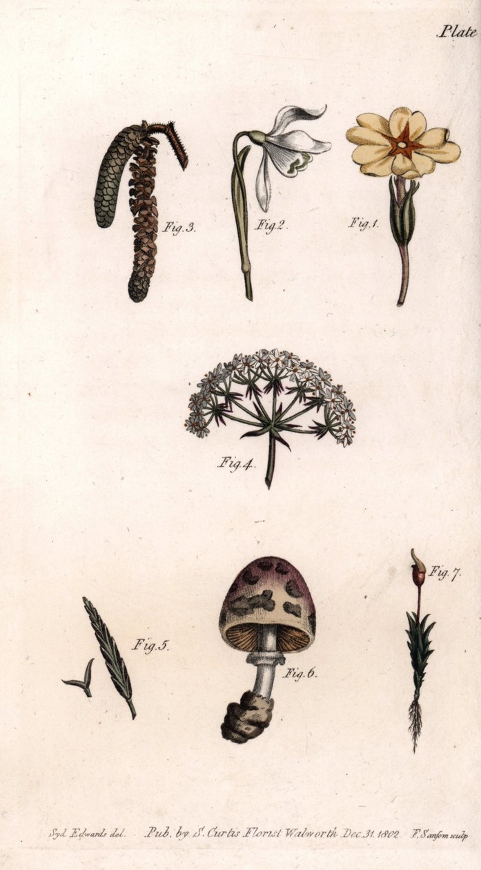 Diferentes cálices: primerose, pierce de neve, avelã, cike, erva, cogumelo e musgo. Gravura em cobre colorido, ilustração de Sydenham Edwards (1768-1819) para Conferências de Botanical, Jardim Botânico de Lambeth (Inglaterra) de Sydenham Teast Edwards