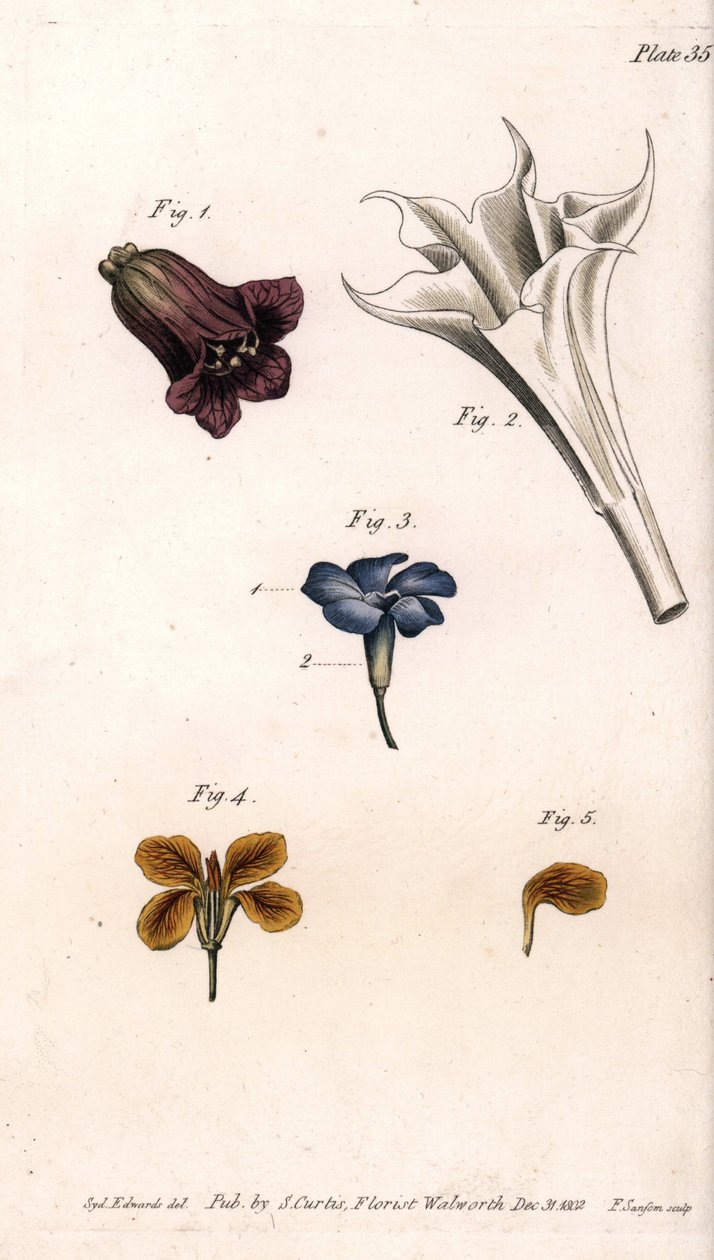 Corolas diferentes: a beladona, a estramoína datura, a grande pervinca e a giroflee das paredes. Gravura em cobre colorido, ilustração de Sydenham Edwards (1768-1819) para Conferências de Botânica, Jardim Botânico de Lambeth (Inglaterra) de Sydenham Teast Edwards