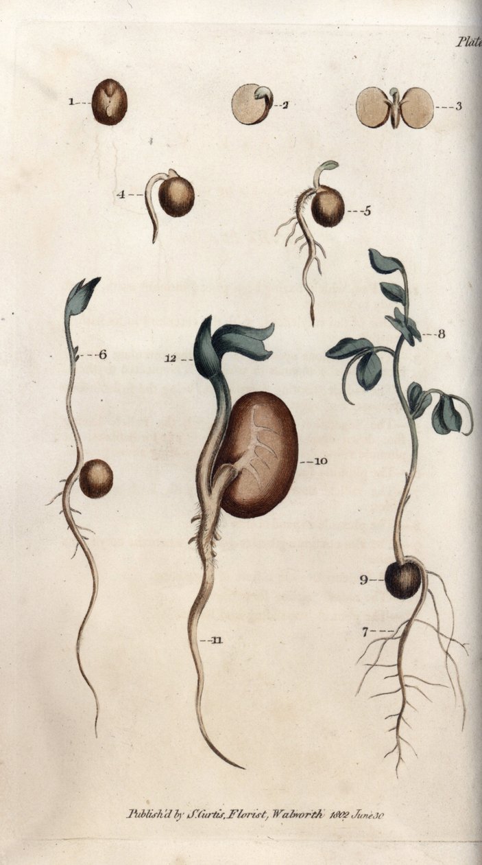 Diferentes etapas de germinação da semente de ervilha e feijão comum. Gravura em cobre colorido, ilustração de Sydenham Edwards (1768-1819) para Conferências de Botanical, Jardim Botânico de Lambeth (Inglaterra) de Sydenham Teast Edwards